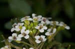 Watercress